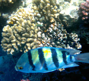 Schnorcheln am besten früh morgens, tolles Licht