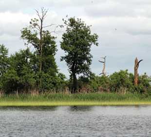 Jezioro Dargin/masurische Seenplatte
