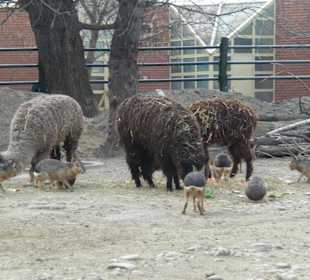 Zooleben