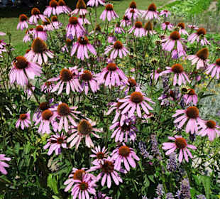 Im Küchengarten des Schlosses Veitshöchheim