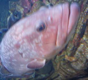 A day at the colonia's aquarium