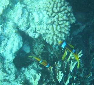 Schnorcheln Sharm El Naga