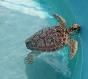 Rundfahrt Isla de Mujeres