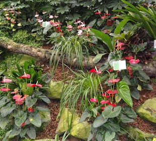 Raffeiner Orchideenwelt