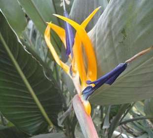 Flora