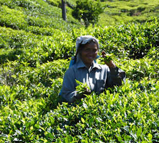 Teepflückerin im Hochland bei Nuwara Eliya