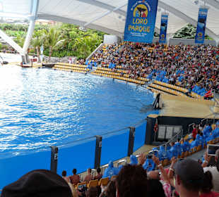 Orca Ocean Show