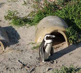 Boulders Beach