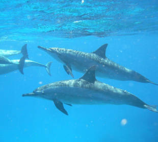 Ausflug Dolphin Island