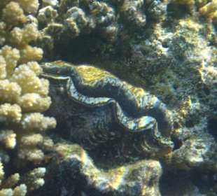 Far Garden Reef