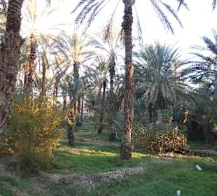 Palmenoase und Kutschfahrt