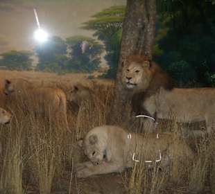 Afrika mitten in New York