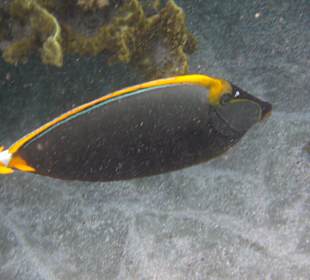 Schnorcheln Marsa Alam