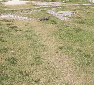 Ruinen von Tulum