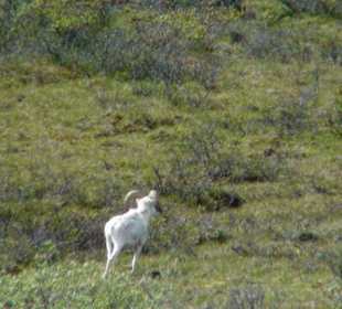 Denali National Park