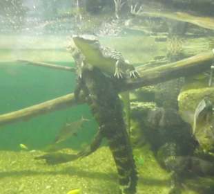 Krokodile