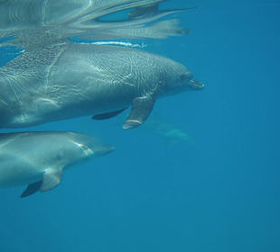 Delfinausflug mit Mo 15.06.2016