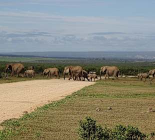 Gut getränkt geht es wieder in den Busch