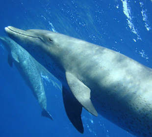 Delphin vor Augen