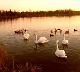 Abends an der Staustufe