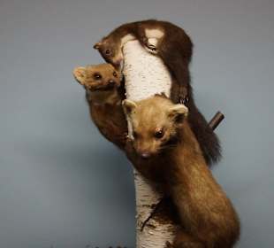 Vogel-und Jagdtierkunde