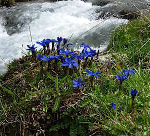 Die Natur auf dem Weg zum Kammlsee 