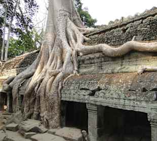Baumwurzeln im Tempel Ta Prohm