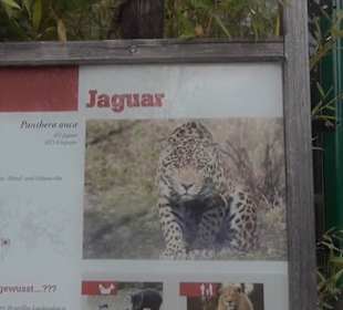 Südamerika Bereich - Jaguar