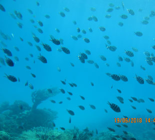 Die Unterwasserwelt!