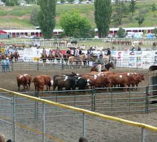 Rinder in einen Wagen treiben