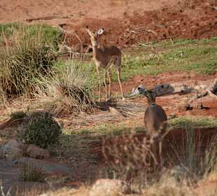 Tsavo River- teilweise trocken