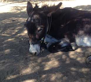 Agia Marina Donkey Rescue