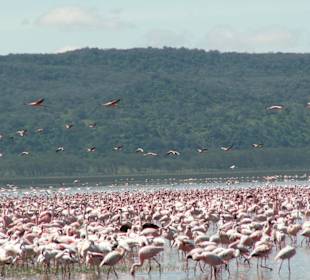 Lake Nakuru