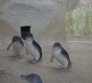 Pinguin