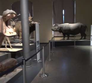 Museum der Naturkunde