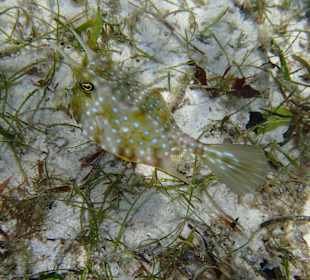 Hausriff Seegraswiese Prince John Dive Resort 