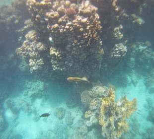 Drückerfisch von oben