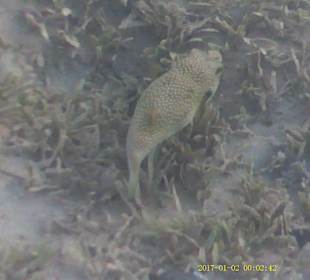 Jaz Makadi Oasis Club & Resort 