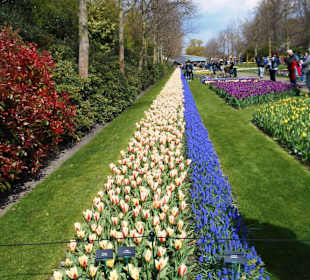 Blumenpracht im Keukenhof