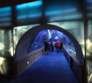 Aquarium / Oceanongrafic