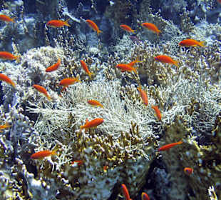 Nurkowanie w Sharm el Sheikh - podwodne życie