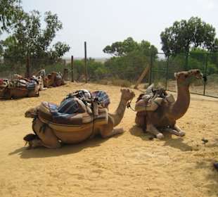 kamelreiten im friguia park