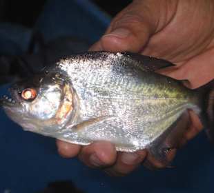 Piranha