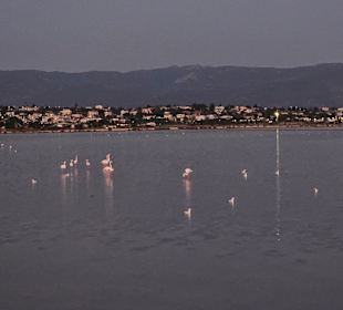 Parco Naturale Molentargius Saline