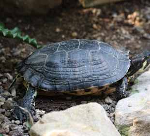 ZOOM Erlebniswelt Gelsenkirchen