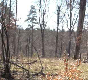 Waldkulturerbe Neuweiler Viehweide