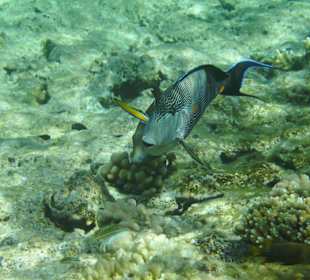 Arabischer Doktorerfisch...