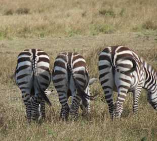 Ein schöner Rücken.....