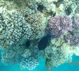 Ein sehr schöner Hotelriff