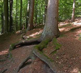 Sachsenwald